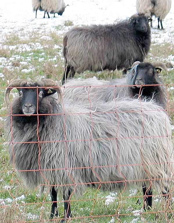 (fast) frostsicherer, biologisch-ökologisch einwandfreier, Rasenmäher