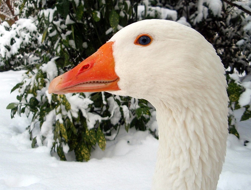 (Fast) Gans in Weiß......