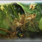 "Fast gemalt" Spinne und Fliege