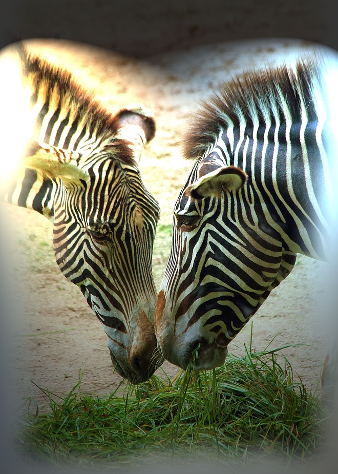 "Fast gemalt" Zebra-Duo