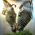 "Fast gemalt" Zebra-Duo