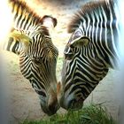 "Fast gemalt" Zebra-Duo