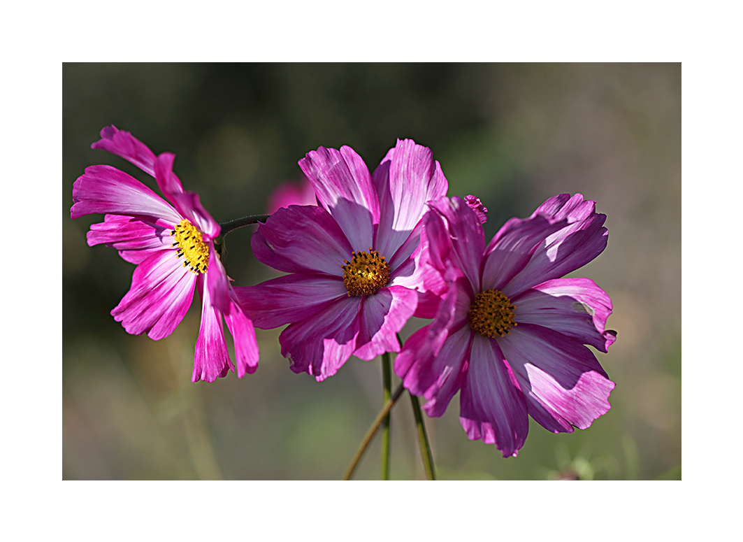 ...fast - gleich nach der Mohnblüte...