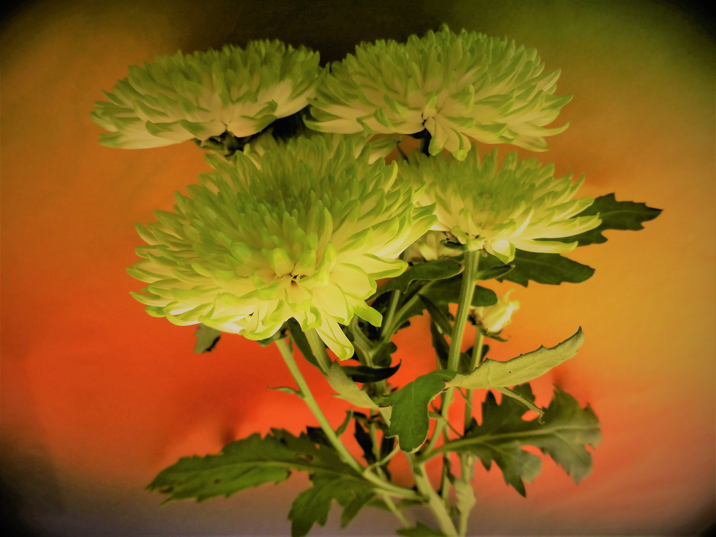 fast gruenes Chrysanthemum