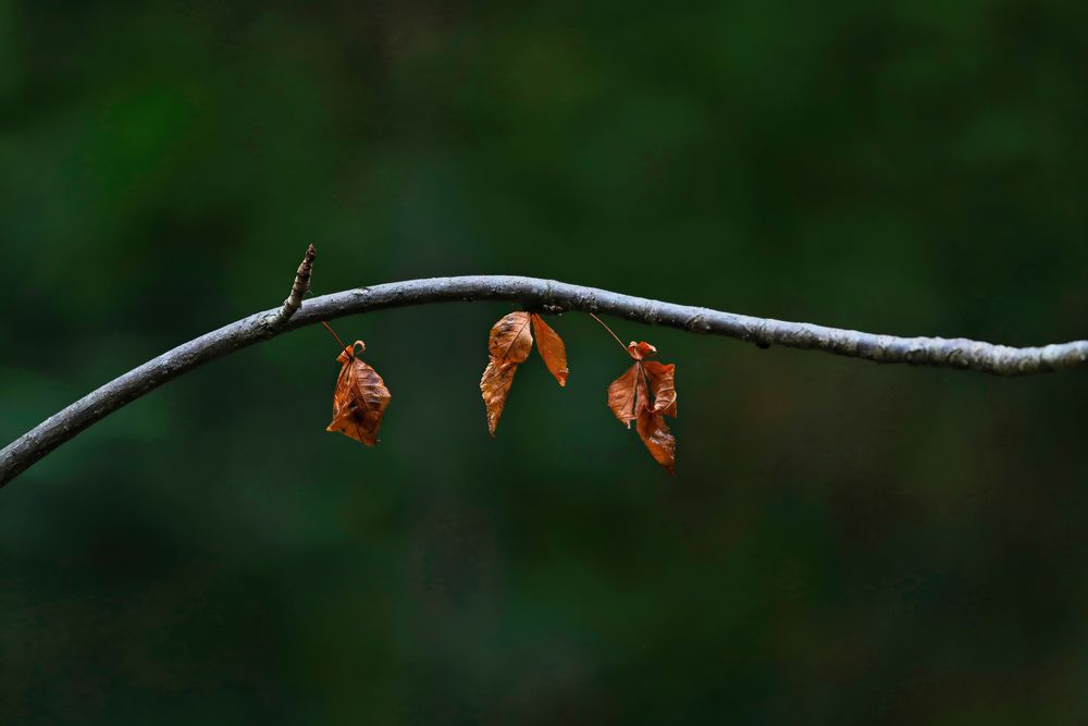 (fast ) Herbst