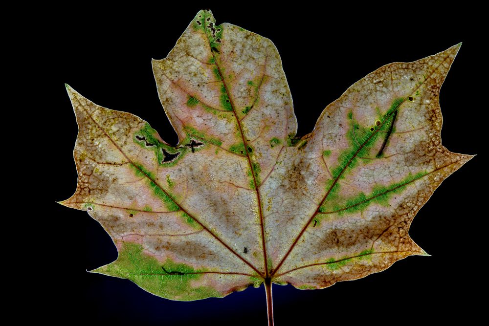 fast Herbst