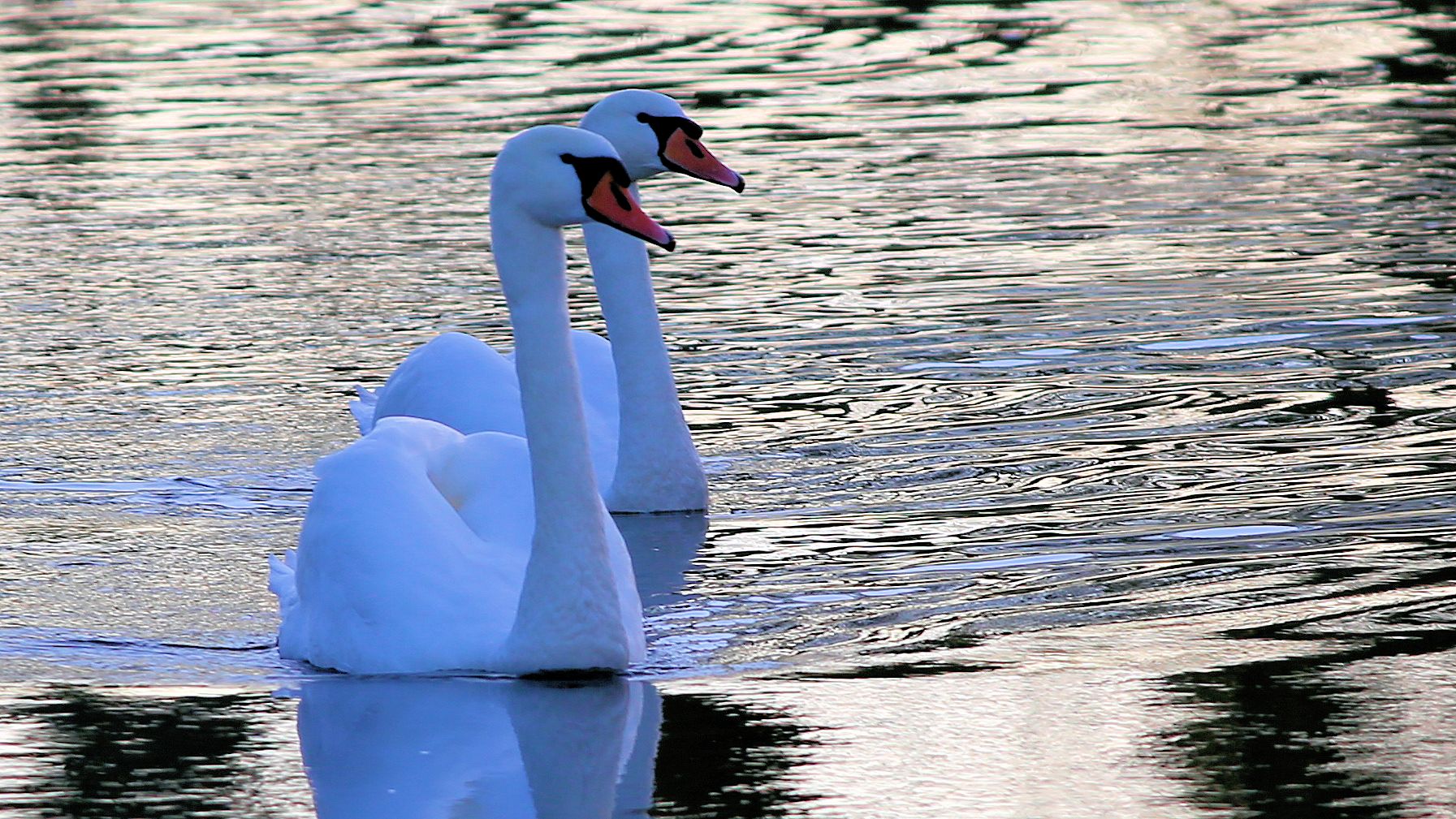 Fast im Gegenlicht...