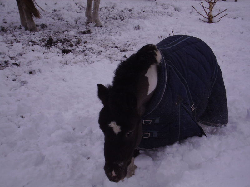 Fast im Schnee versunken!