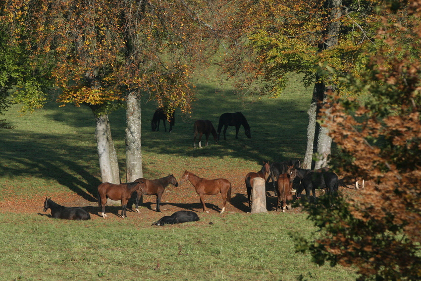 Fast in freier Wildbahn...