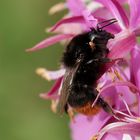 "fast ins Auge gegangen....." Steinhummel II