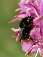 "fast ins Auge gegangen....." Steinhummel II