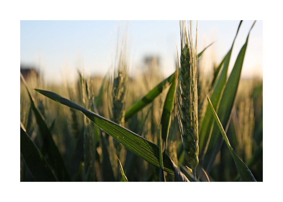 Fast-Kellogg`s im Sonnenuntergang