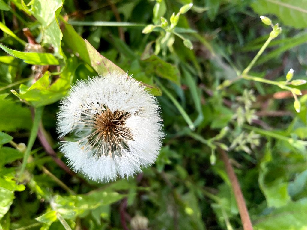 fast kreisrunder Haarausfall in