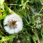 fast kreisrunder Haarausfall in