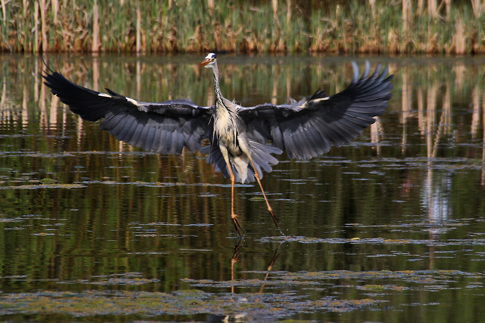 "Fast-Landung" im Wasser