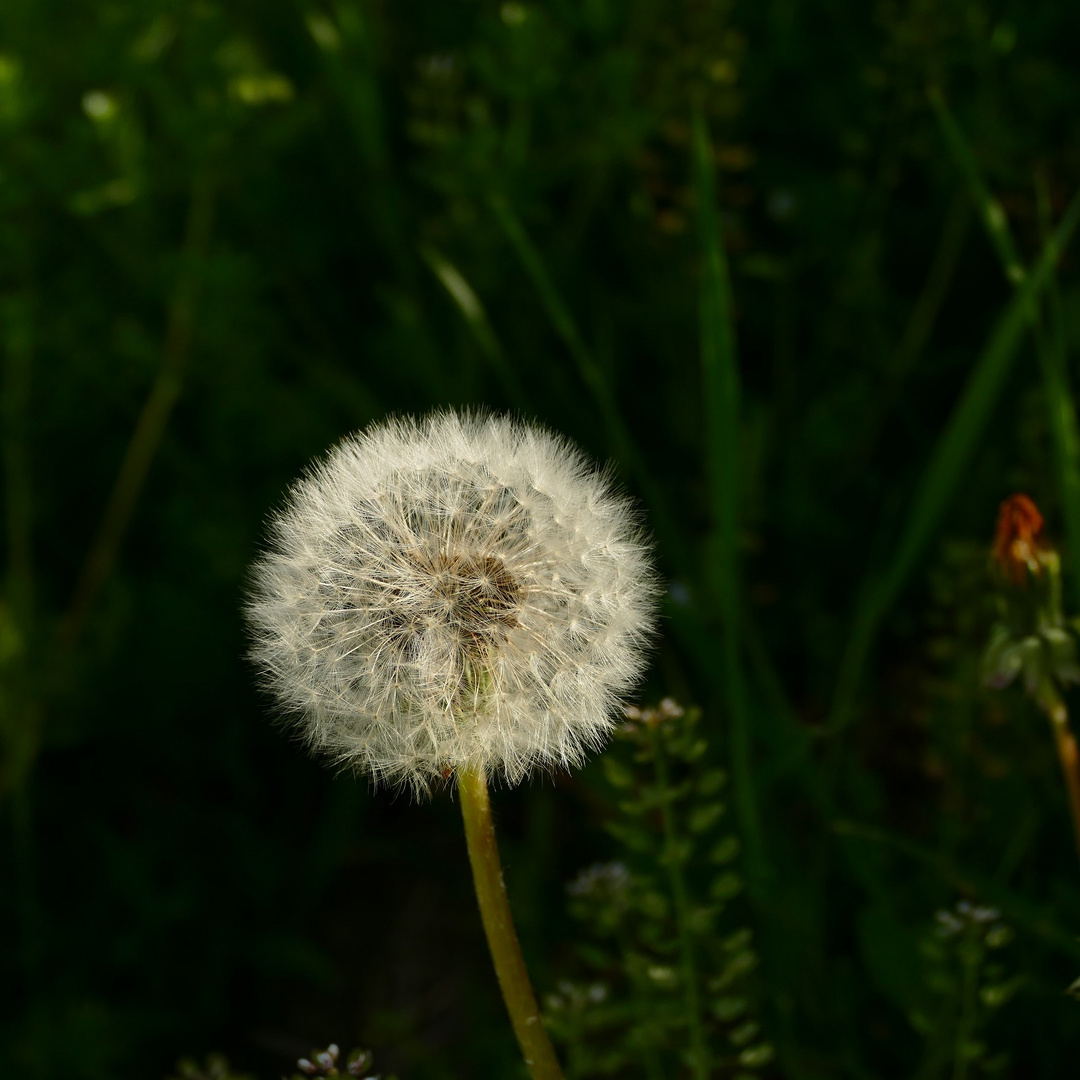 Fast nur mehr Pusteblumen