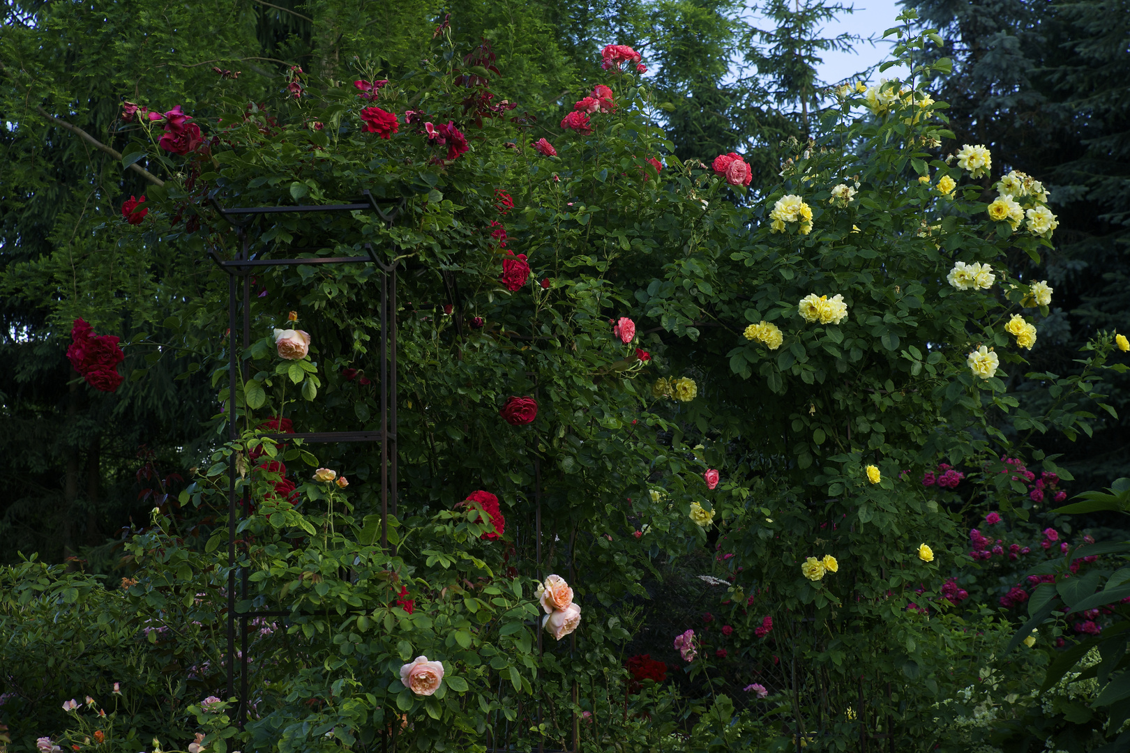 Fast nur Rosen.. gesehen in unserem Garten