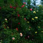 Fast nur Rosen.. gesehen in unserem Garten