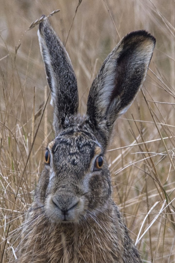 Fast Osterhase