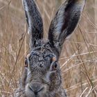 Fast Osterhase