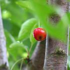 fast reife Kirsche hoch oben im Baum