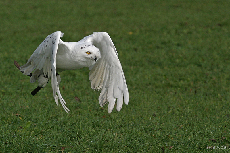 Fast schneeweiss