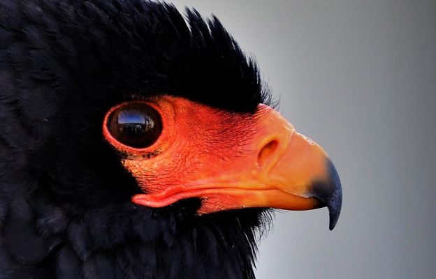 ...fast schon ein alter Freund: der Gaukler