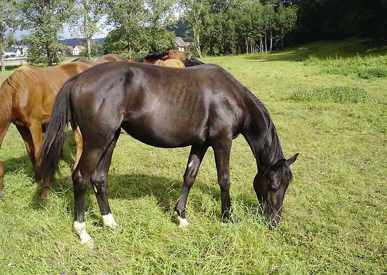 fast schon ein "richtiges Pferd"