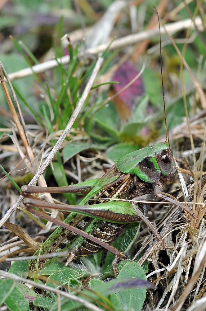 Fast schon ein Suchbild: Der Warzenbeißer (Dectictus verrucivorus)