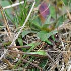 Fast schon ein Suchbild: Der Warzenbeißer (Dectictus verrucivorus)