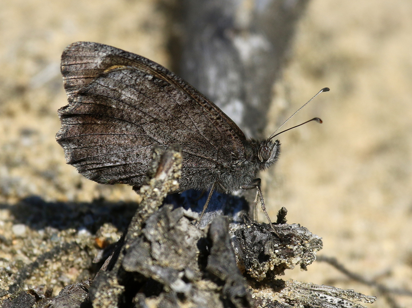 Fast schon ein Wüstenbewohner: Eisenfarbener Samtfalter, Hipparchia statilinus