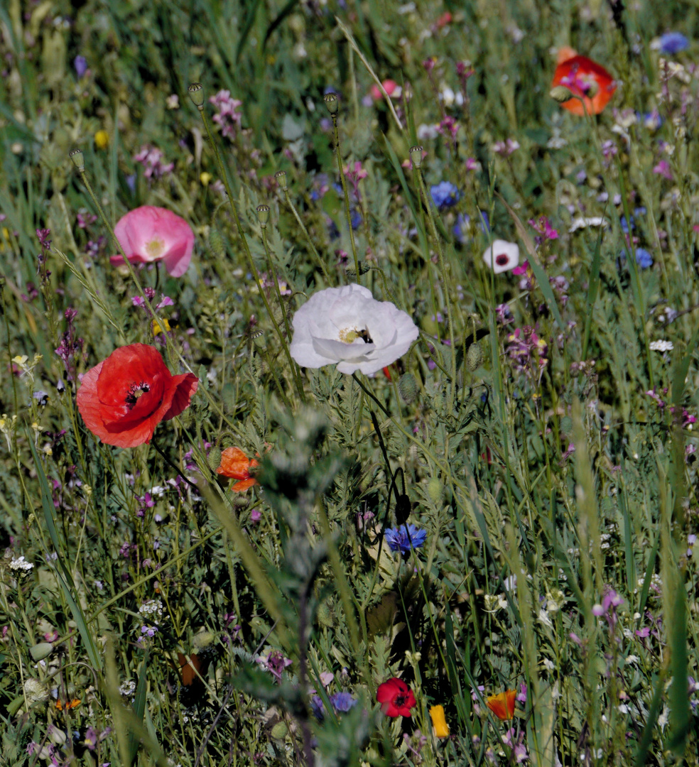 Fast schon exotisch: Weisser Mohn