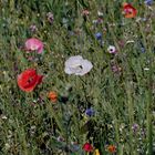 Fast schon exotisch: Weisser Mohn