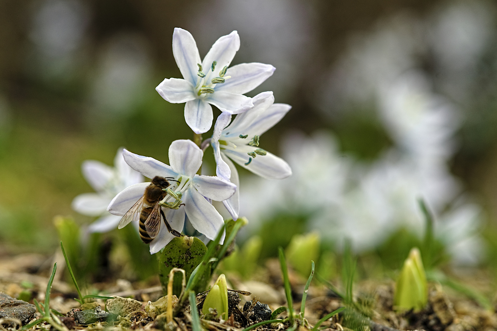 Fast schon Frühling