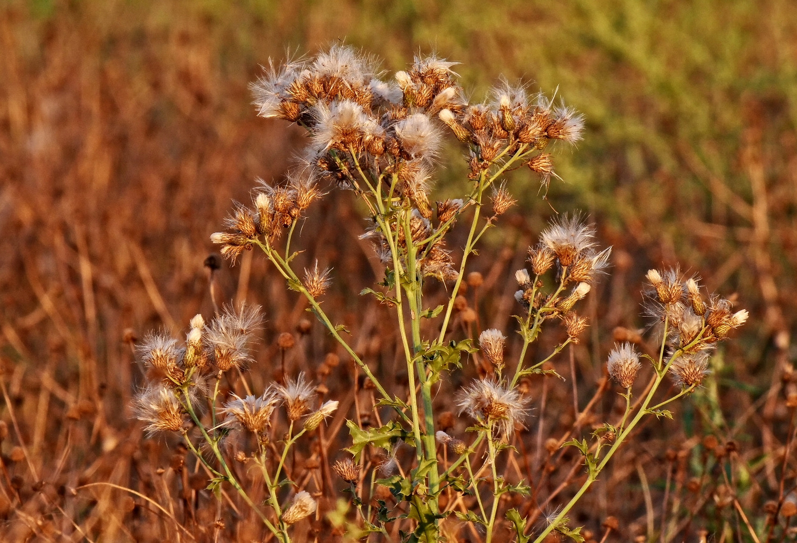 "FAST SCHON HERBSTLICH"