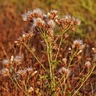 "FAST SCHON HERBSTLICH"