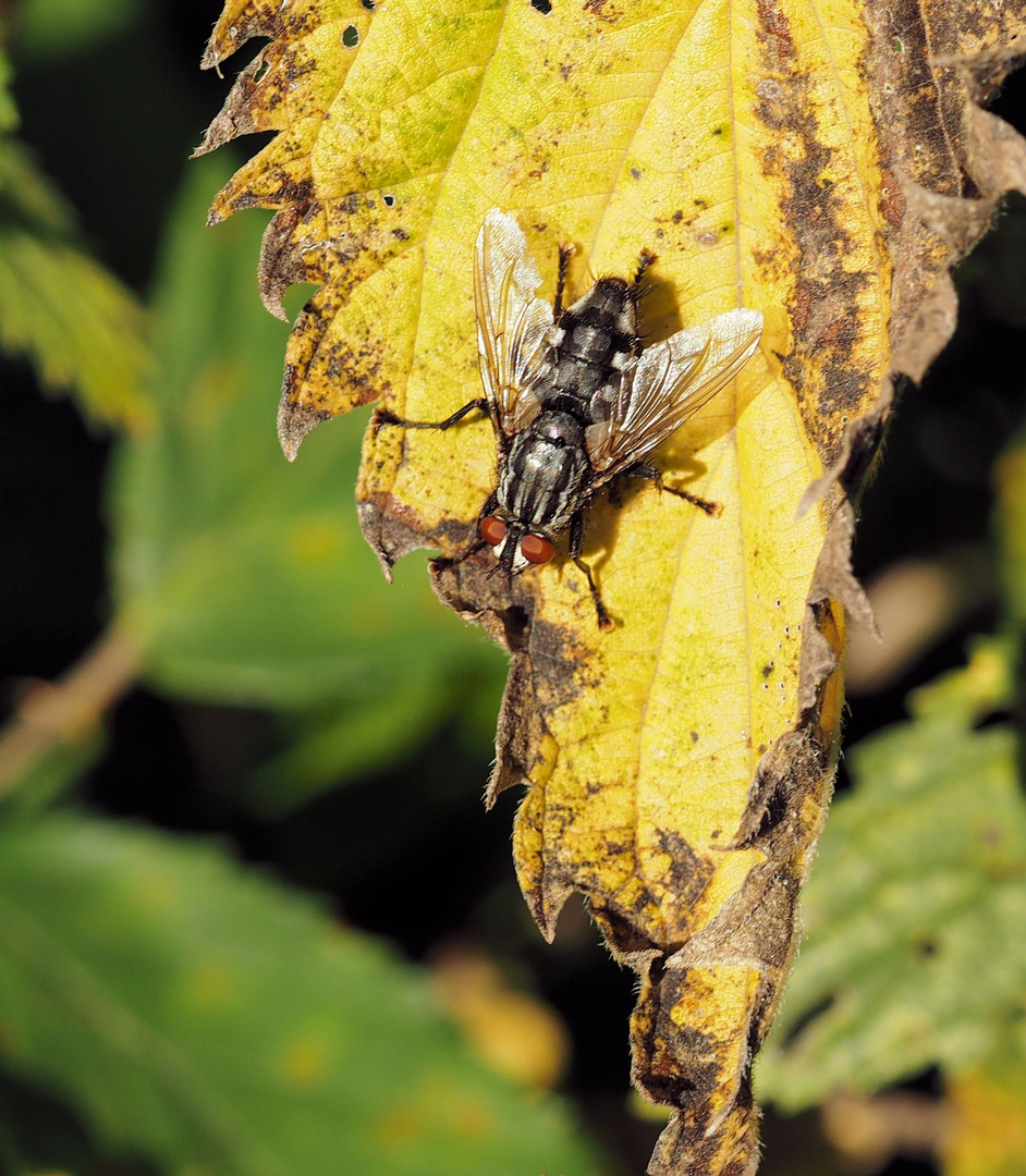 Fast schon herbstlich die Fliege....