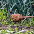 Fast schon kulinarisch "FASAN MIT LAUCHGEMÜSE"