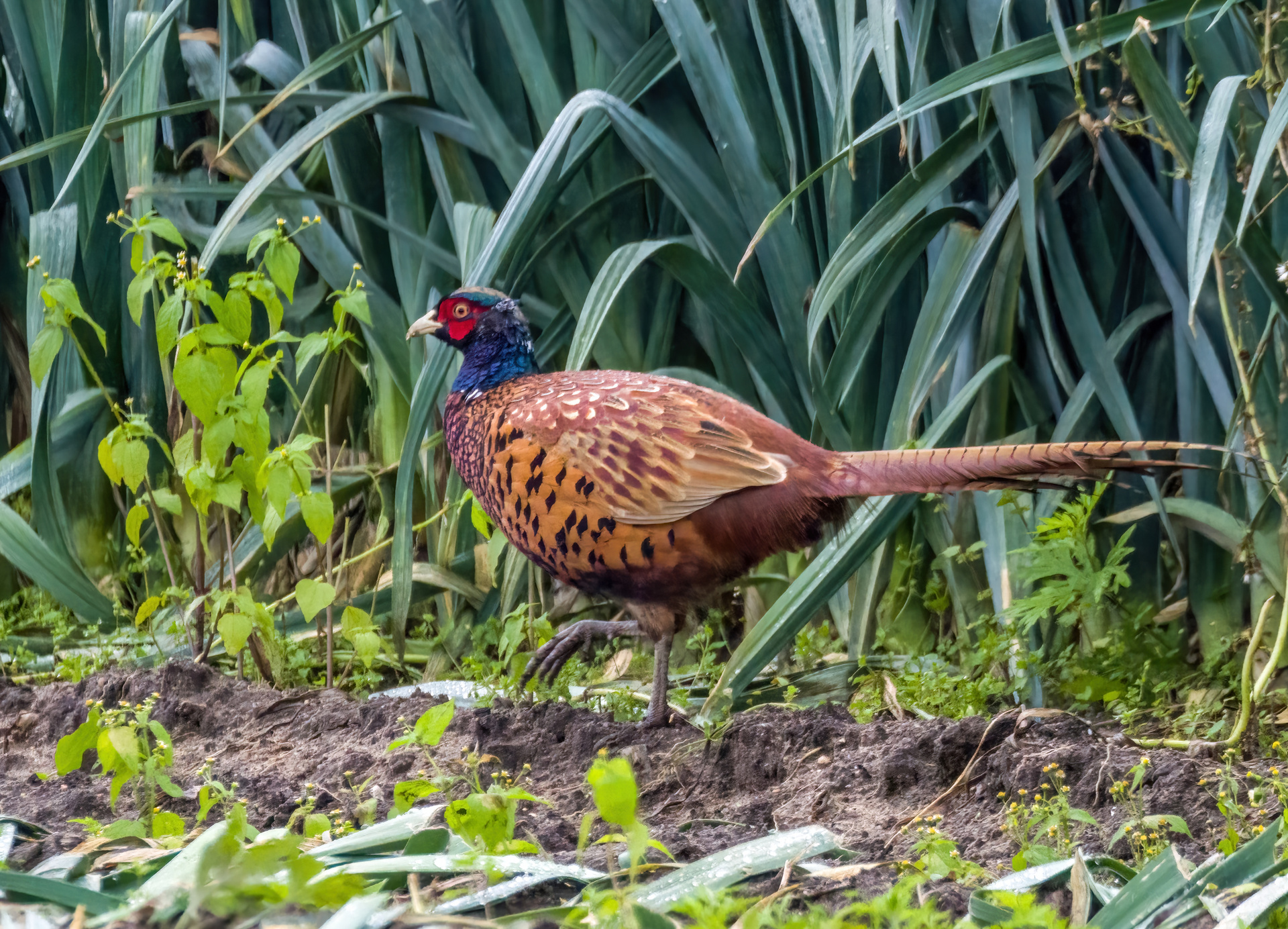 Fast schon kulinarisch "FASAN MIT LAUCHGEMÜSE"