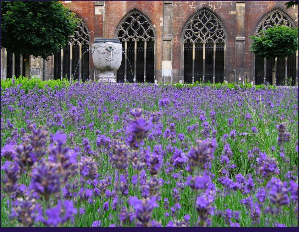 Fast schon Provence in Maastricht