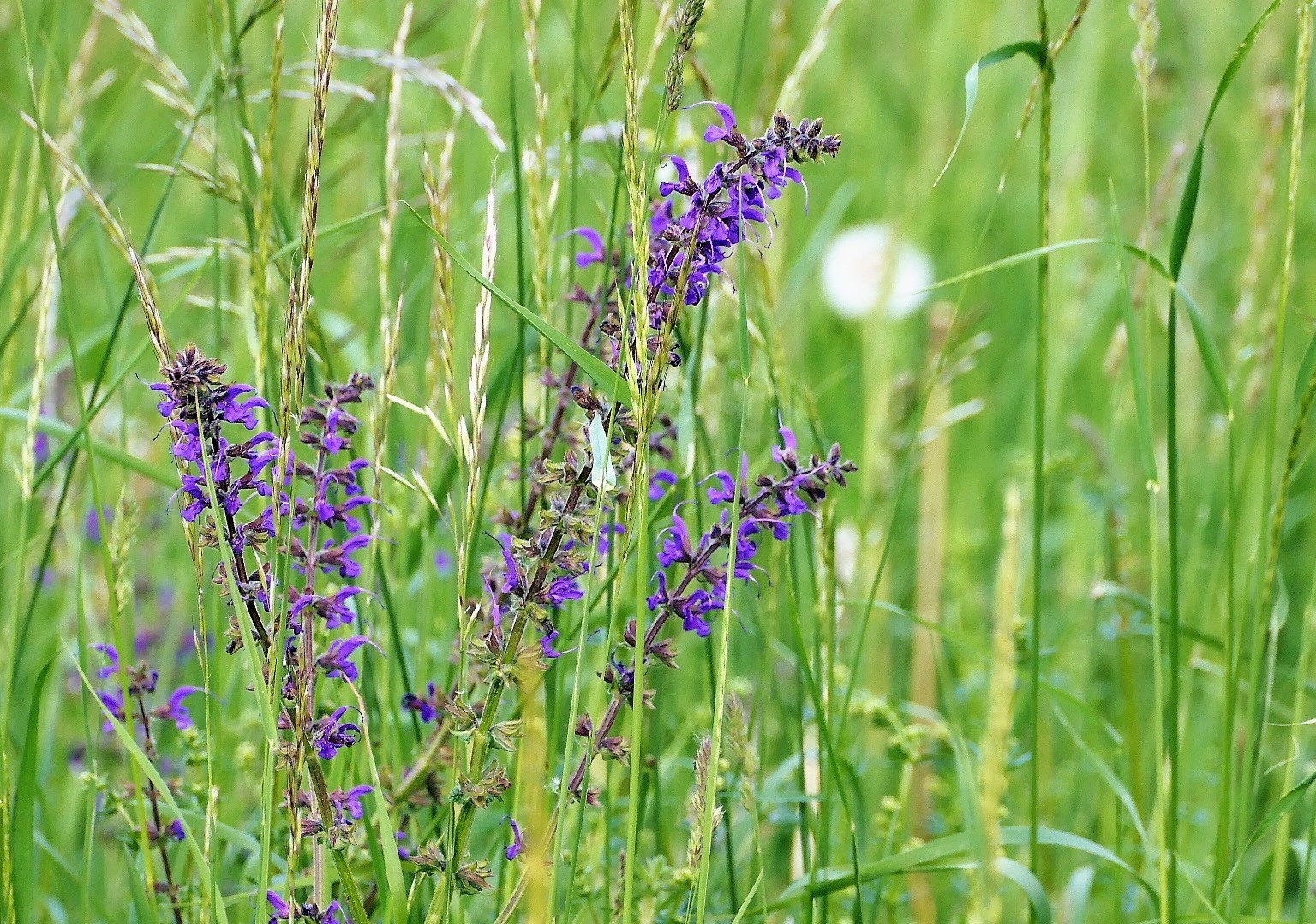 Fast schon Sommer