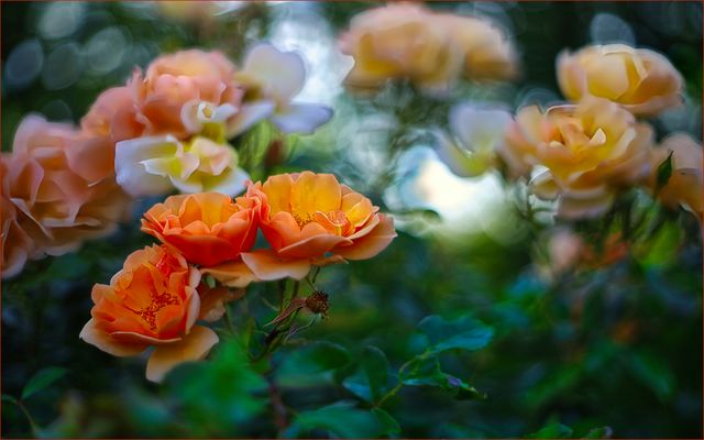 ....fast schon wie gemalt....