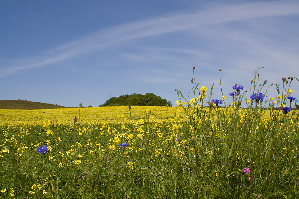 Fast Sommer