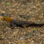 Fast übersehen - Gelbkopf-Gecko Costa Rica