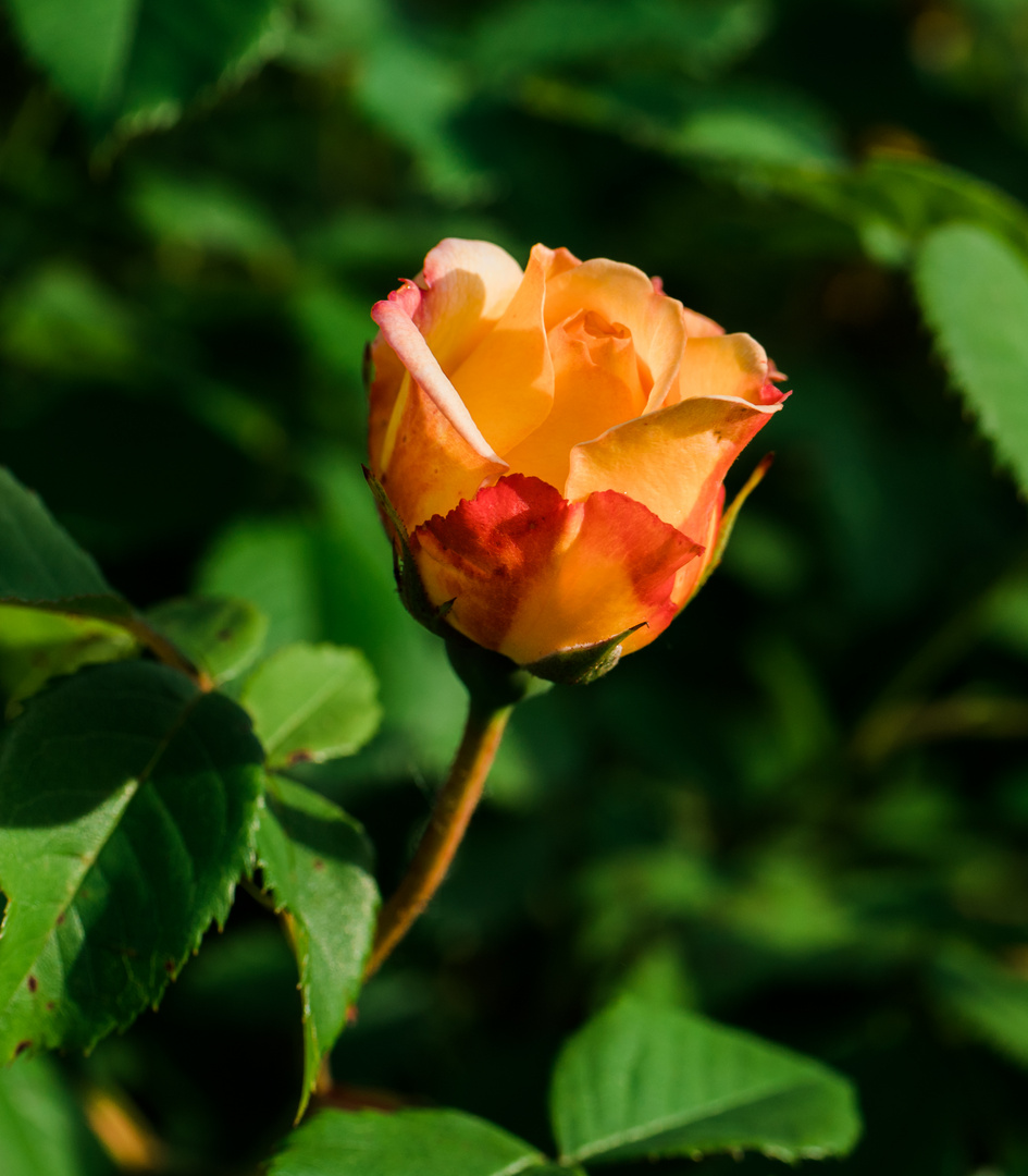 fast übersehende Rose 2019