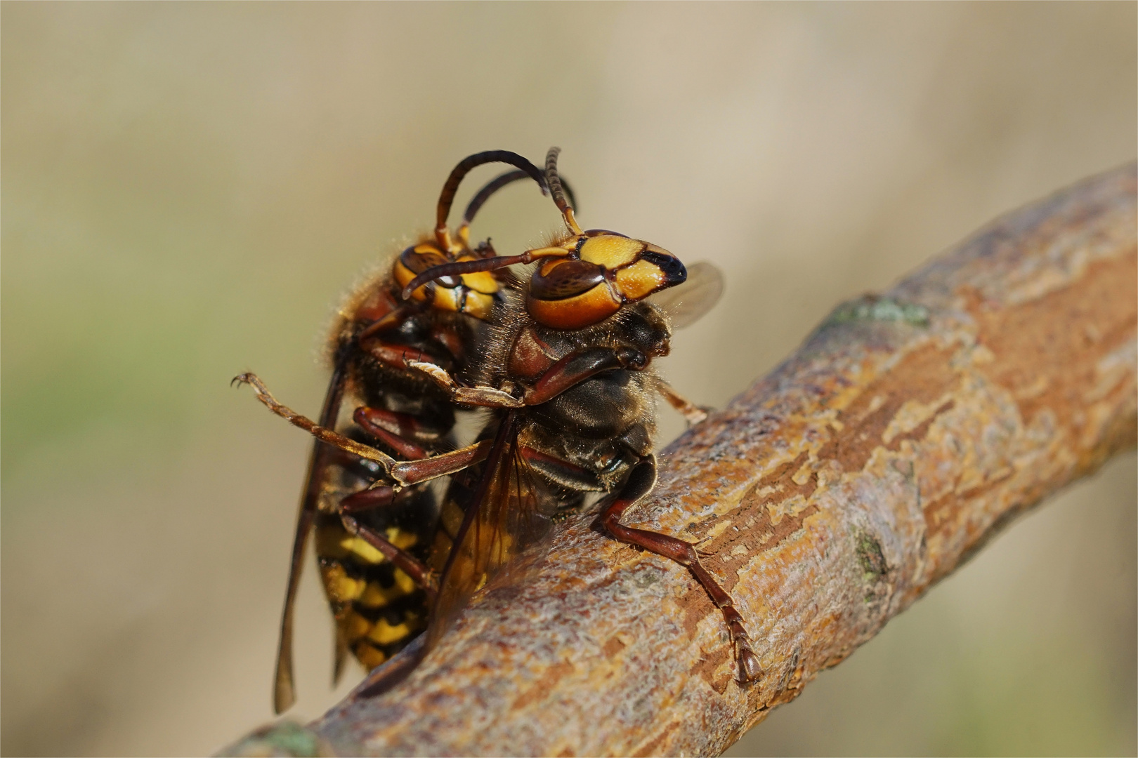 Fast unglaublich... Doku, aber wahr. Feiertagsliebe - Hornissenpaarung. Vespa crabro germana 