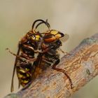 Fast unglaublich... Doku, aber wahr. Feiertagsliebe - Hornissenpaarung. Vespa crabro germana 