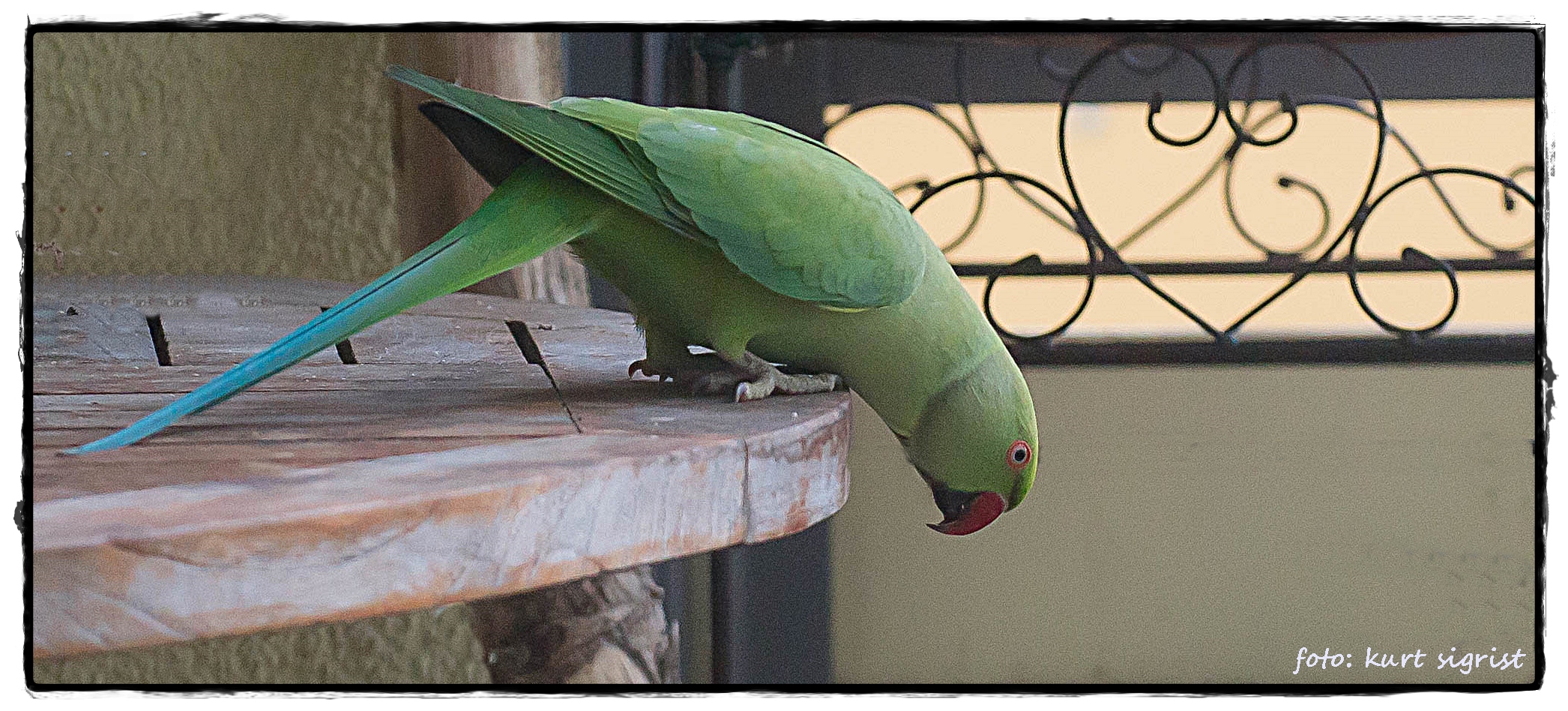 Fast Untermieter auf meinem Balkon.....Halsbandsittich