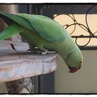 Fast Untermieter auf meinem Balkon.....Halsbandsittich