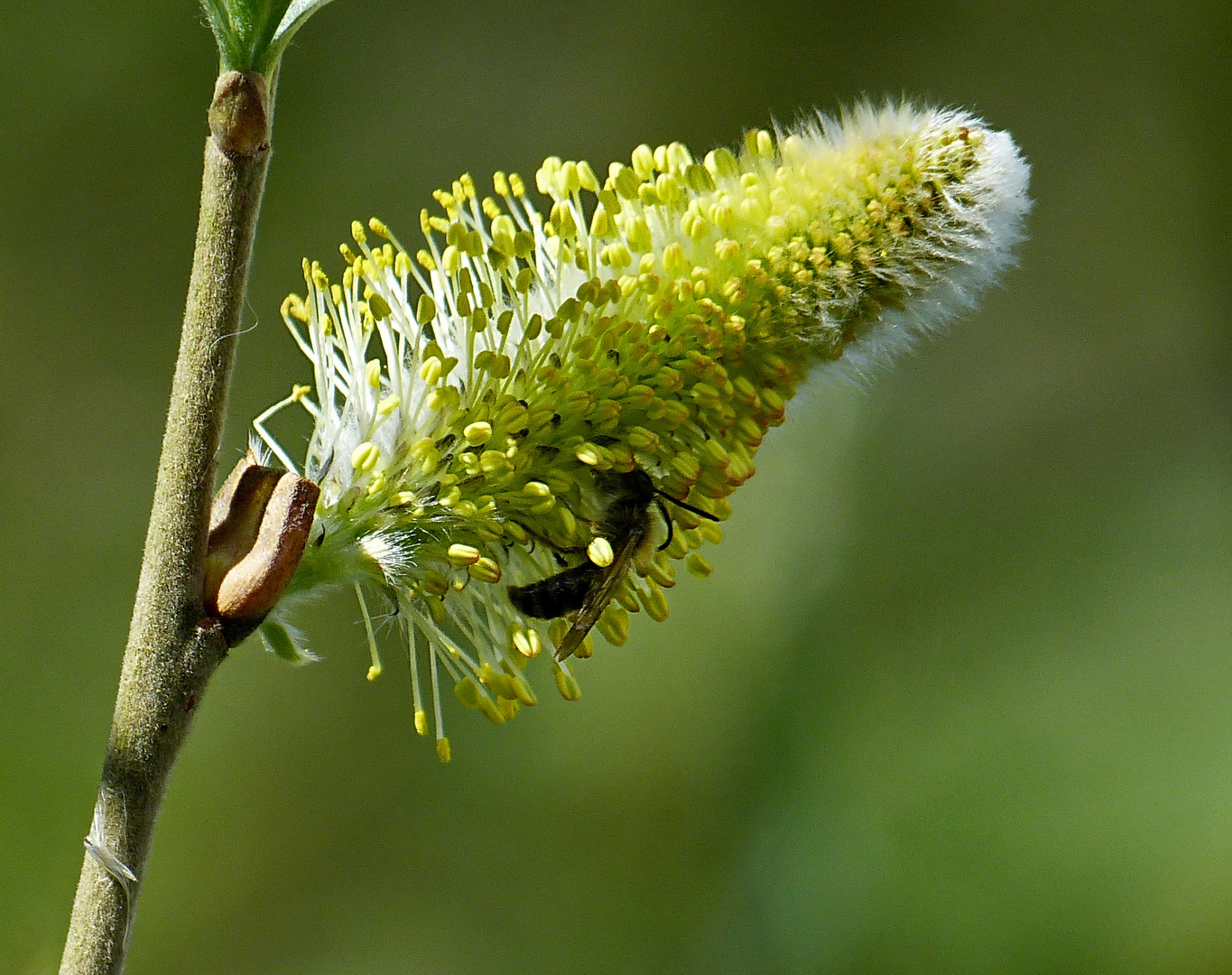 Fast verblüht aber noch Interressant auch für Insekten